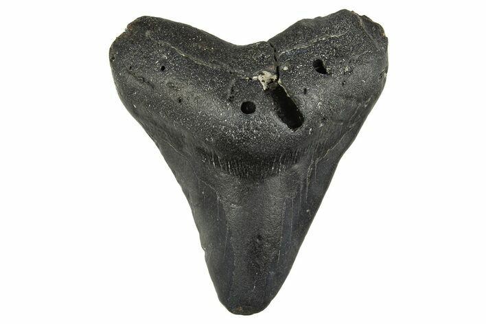 Bargain, Fossil Megalodon Tooth - North Carolina #308578